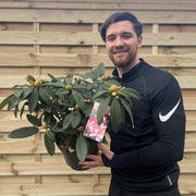 Rhododendron Midnight Mystique 5L -