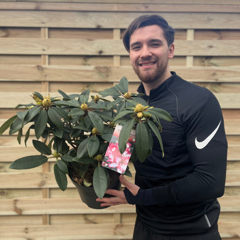 Rhododendron Midnight Mystique 5L -