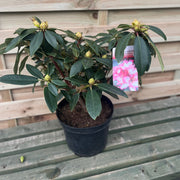Rhododendron Midnight Mystique 5L -