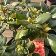 Rhododendron 'Tortoischell Orange' 5L -