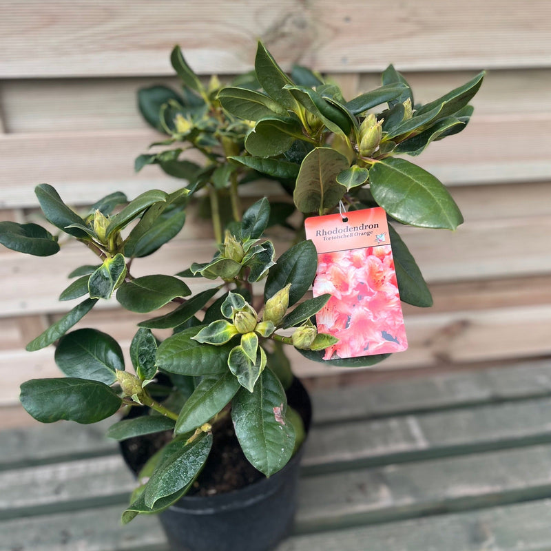 Rhododendron 'Tortoischell Orange' 5L -