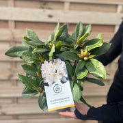 Rhododendron 'Cunninghams White' 2L / 3L -