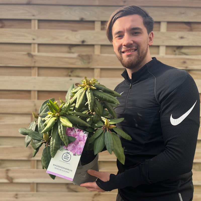 Rhododendron Delta 2L / 5L -