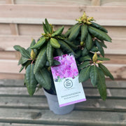 Rhododendron Delta 2L / 5L -