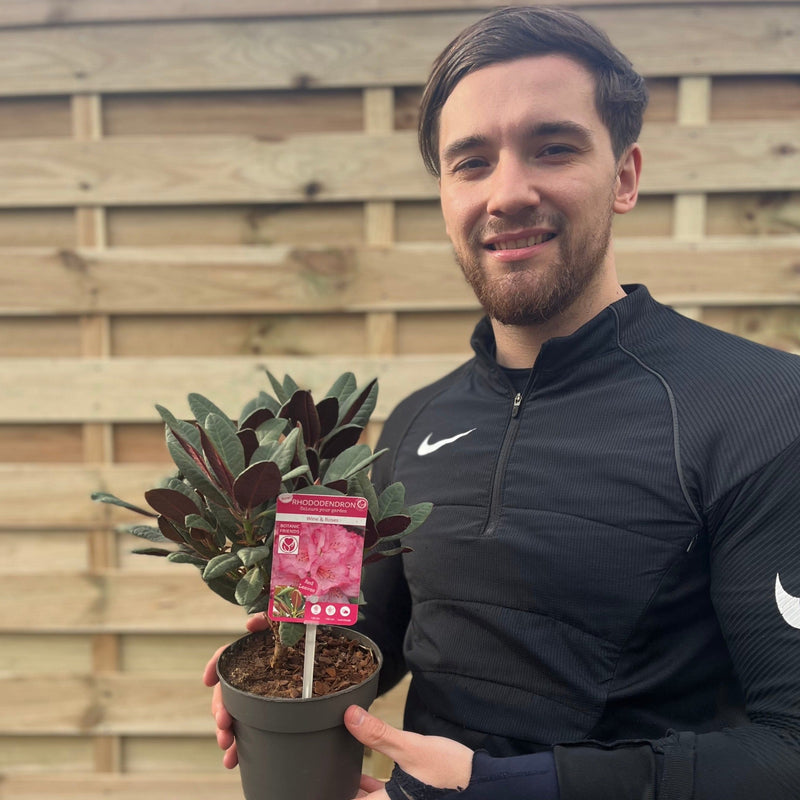 Rhododendron Wine and Roses (2 Sizes) -