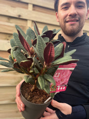 Rhododendron Wine and Roses (2 Sizes) -