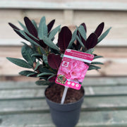 Rhododendron Wine and Roses (2 Sizes) -