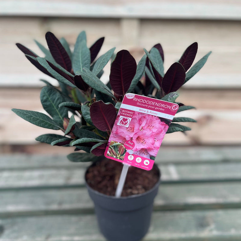 Rhododendron Wine and Roses (2 Sizes) -