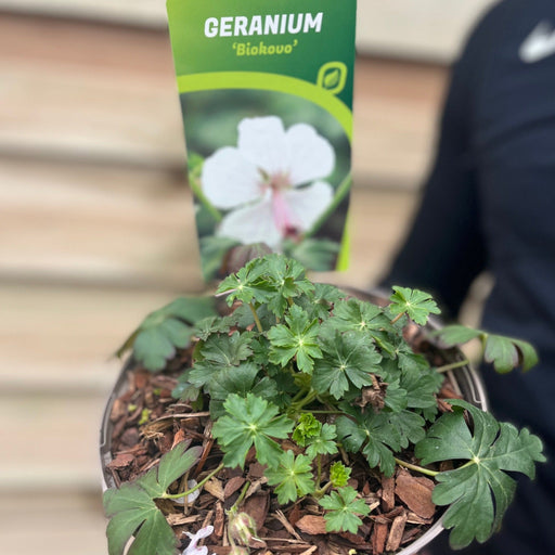 Geranium 'Biokovo' 9cm/2L -