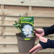 Stokesia 'Divinity' 2L -