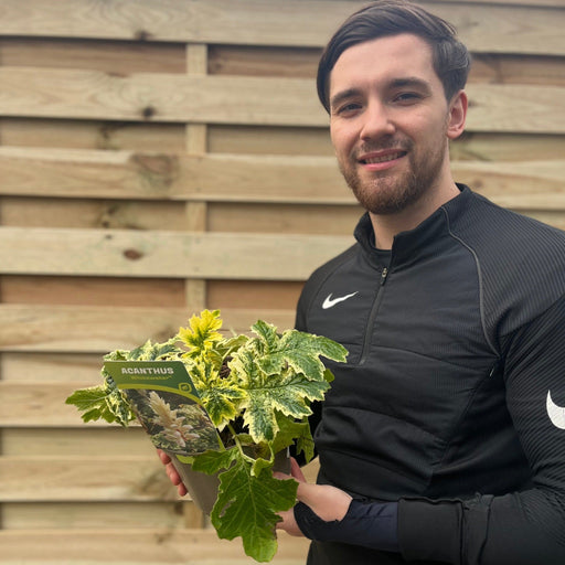 Acanthus mollis 'White Water' 2L -