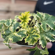 Acanthus mollis 'White Water' 2L -