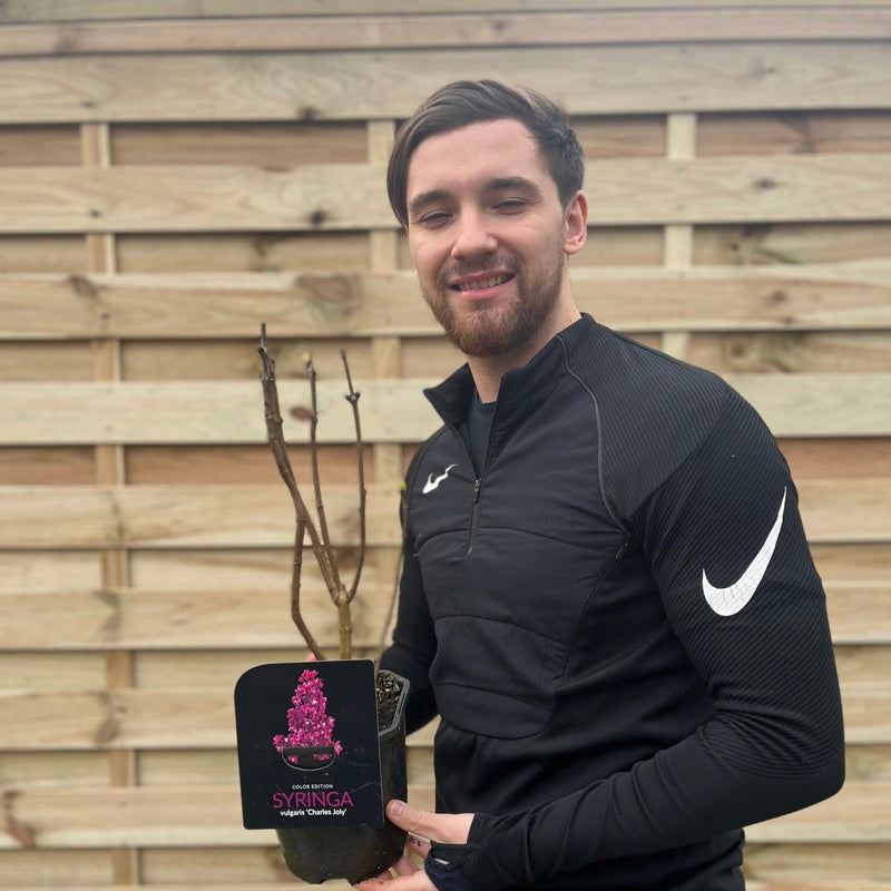 Syringa vulgaris 'Charles Joly' (Lilac) 2L -