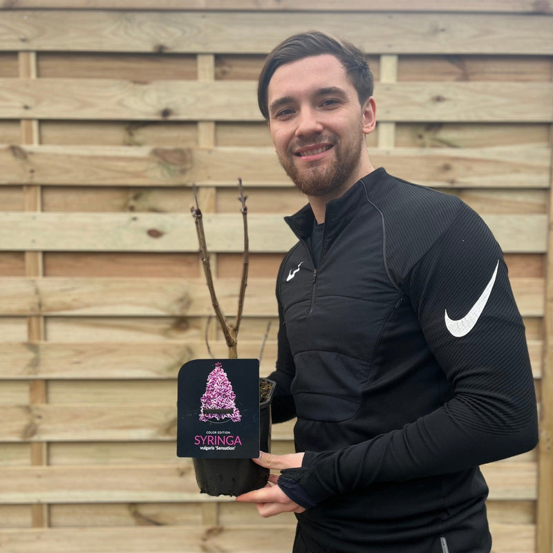 Syringa vulgaris 'Sensation' (Lilac) 2L -