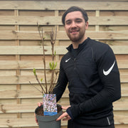 Syringa vulgaris 'California Rose' (Lilac) 3L -