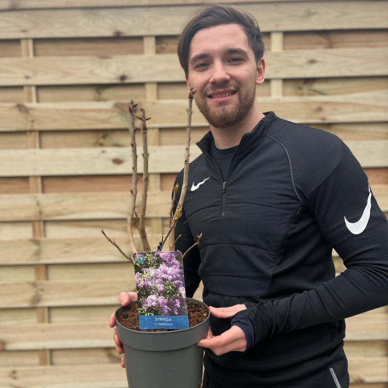 Syringa vulgaris 'Nadezhda' (Lilac) 3L -