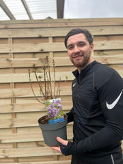 Syringa vulgaris 'Amethyst' (Lilac) 3L -