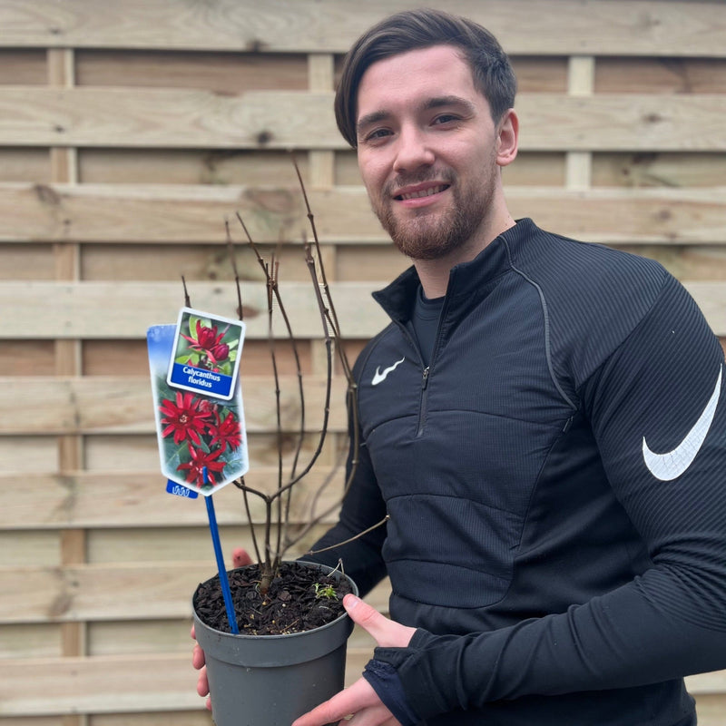 Calycanthus Floridus 3L -