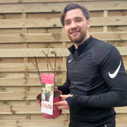 Hydrangea paniculata 'Pink Light' 2L / 5L -