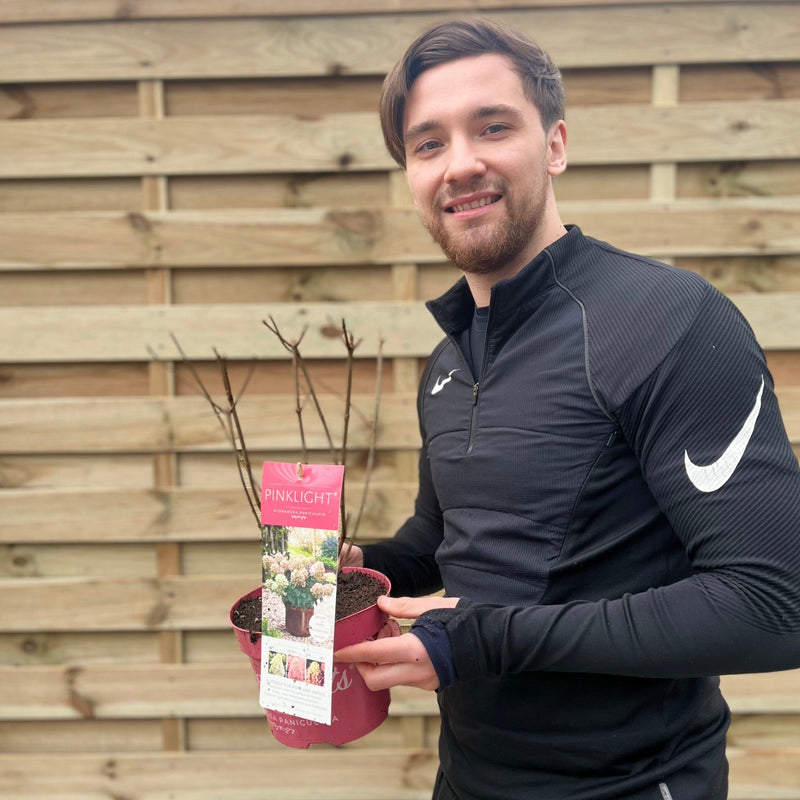 Hydrangea paniculata 'Pink Light' 2L / 5L -