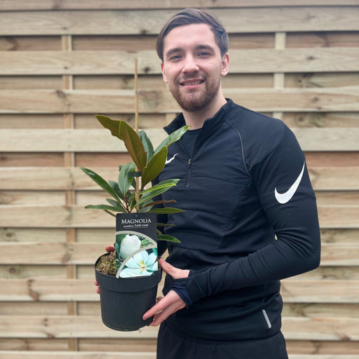 Evergreen Magnolia | Magnolia grandiflora 'Little Gem' | 50-60cm, 90-100cm -