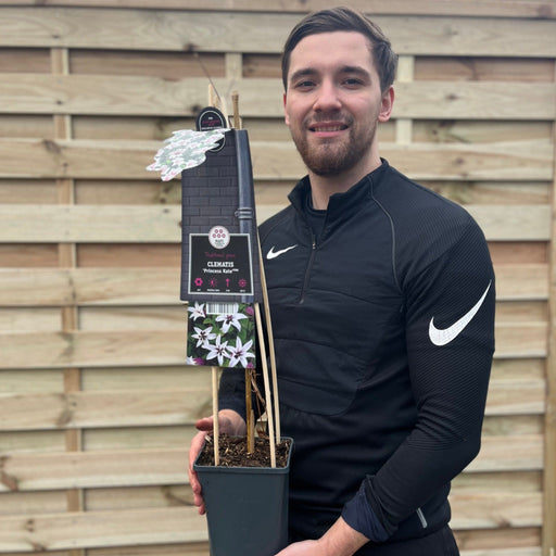 Clematis 'Princess Kate' 75cm -