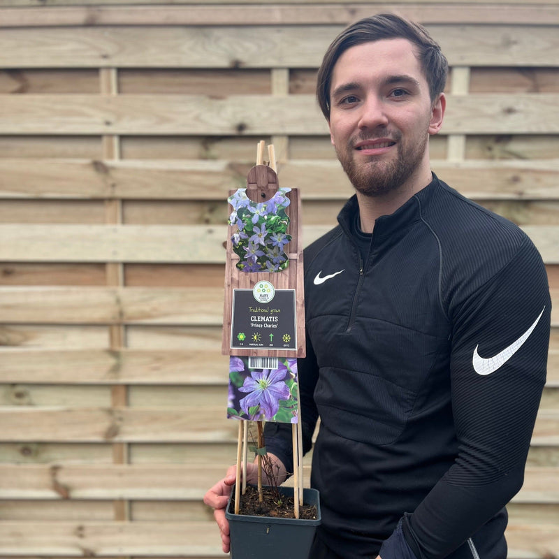 Clematis 'Prince Charles' 75cm -