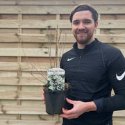 Philadelphus 'Virginal' | Mock Orange | 9cm / 2L / 5L -