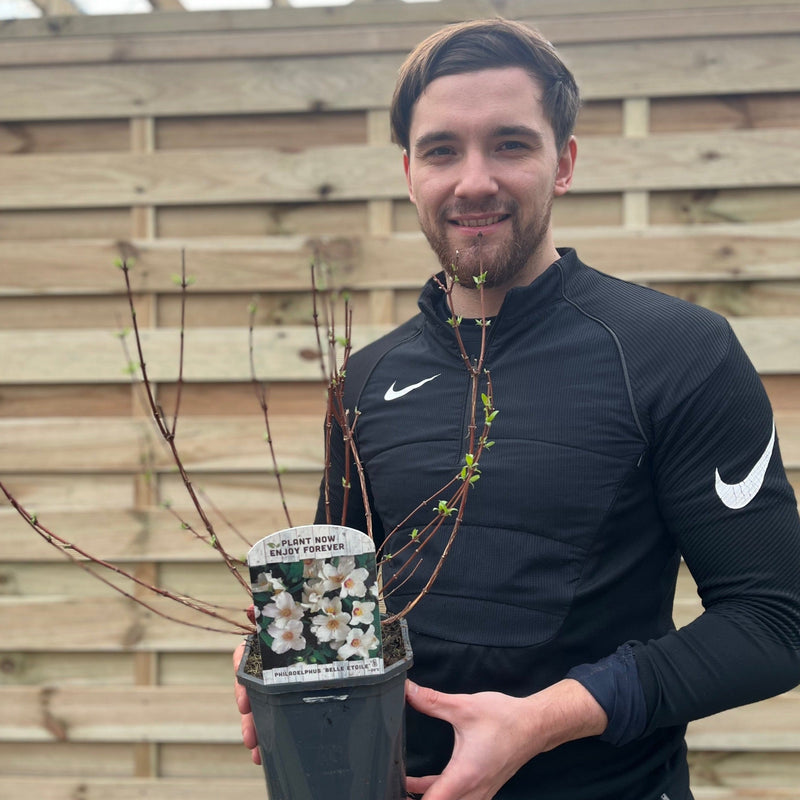 Philadelphus 'Belle Etoile' 9cm/ 1L / 2L / 4L -