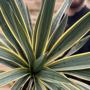 Yucca 'Gloriosa' Variegata 9cm / 3L / 7.5L -