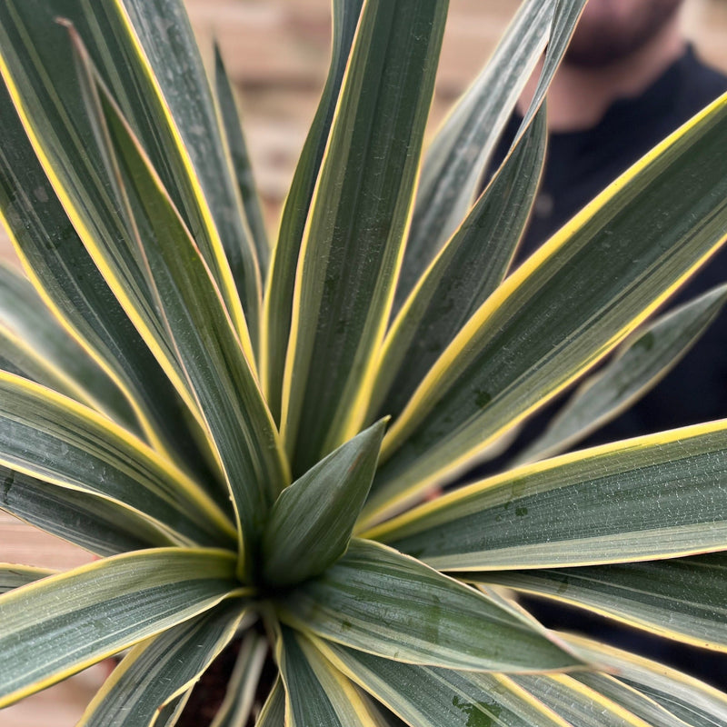 Yucca 'Gloriosa' Variegata 9cm / 3L / 7.5L -