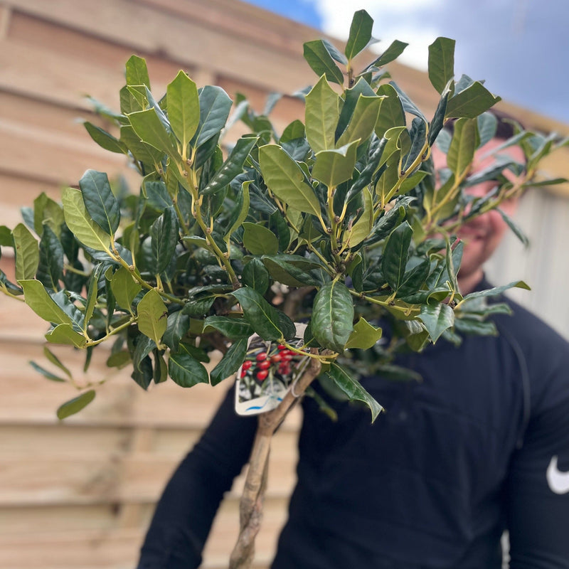 Standard Plaited Holly Tree | Ilex 'Nellie Stevens'| 100cm -