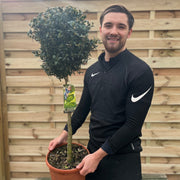 Buxus Topiary Ball on Stem | Buxus sempervirens Topiary | 80-90cm/160cm -