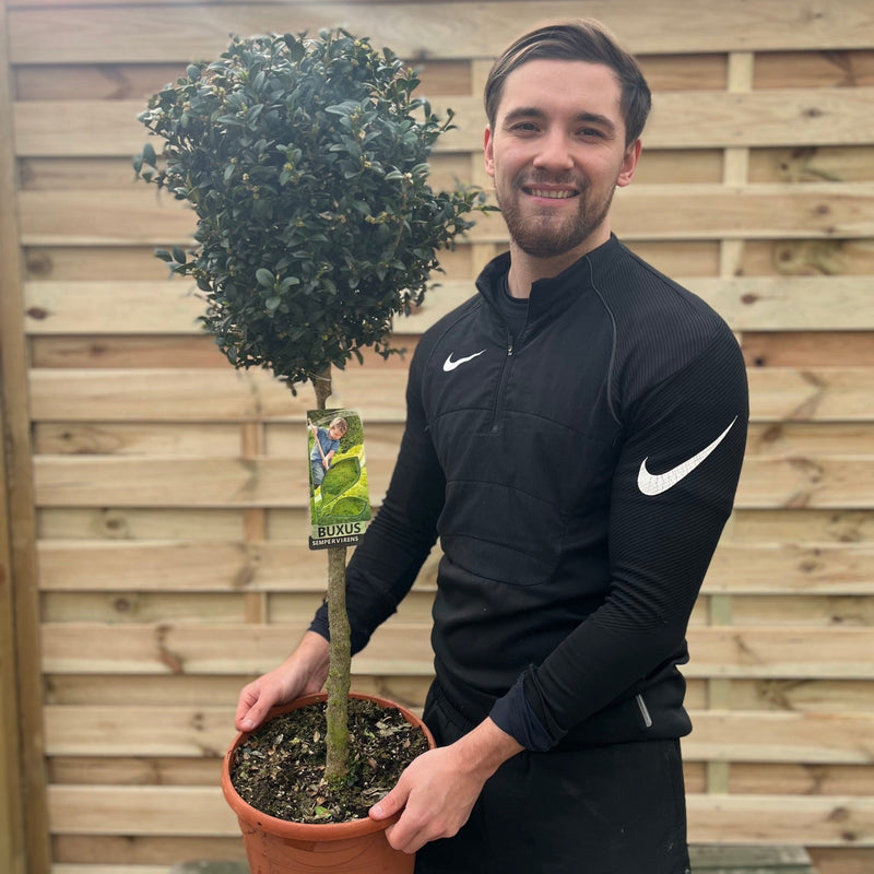 Buxus Topiary Ball on Stem | Buxus sempervirens Topiary | 80-90cm/160cm -