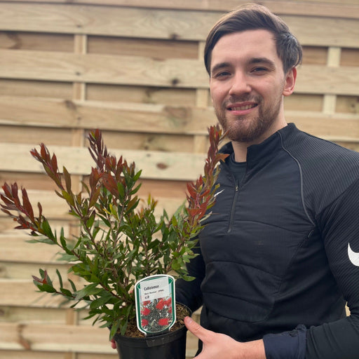 Callistemon 'Red Rocket' 2L -