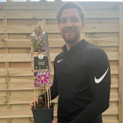 Clematis 'Doctor Ruppel' 70cm -