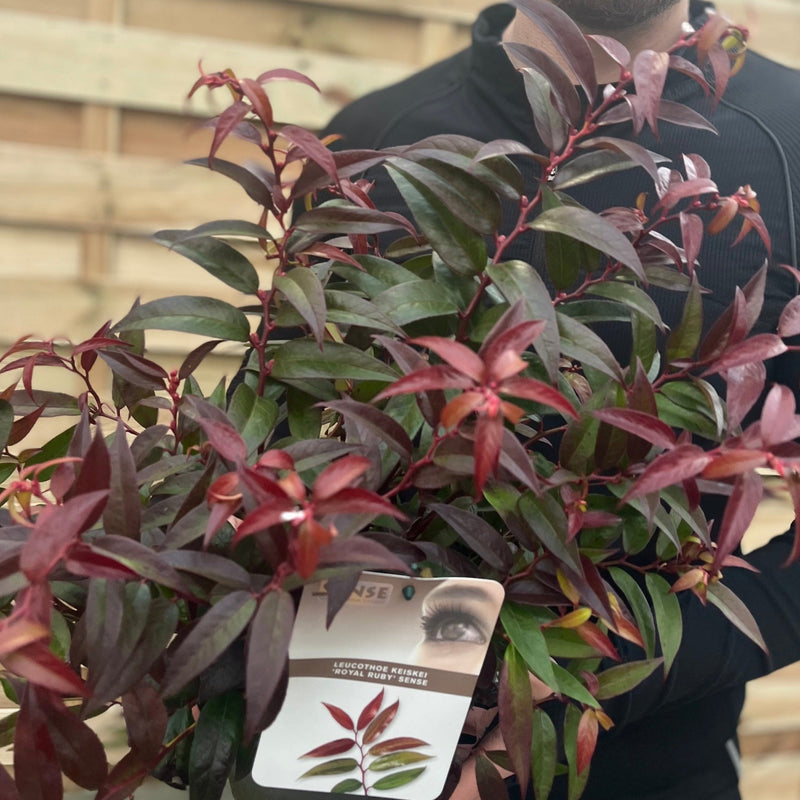 Leucothoe keiskei 'Royal Ruby' 2L -