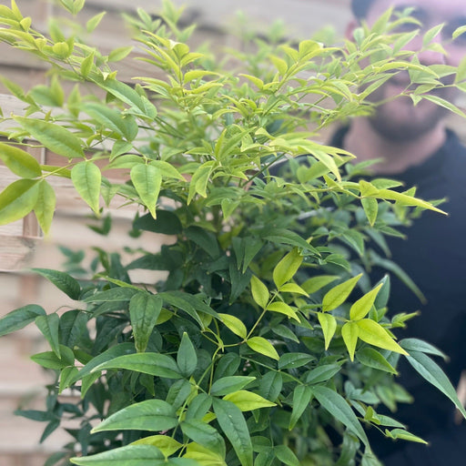 Nandina domestica 'Lemon and Lime' 9cm/2L -