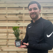 Buxus Hedging (Multibuy Offers Available) -