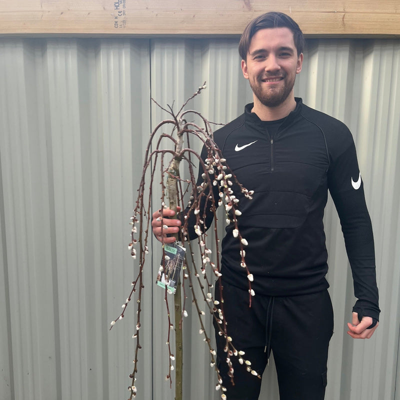 Salix 'Kilmarnock' Weeping Willow Standard 120-150cm -