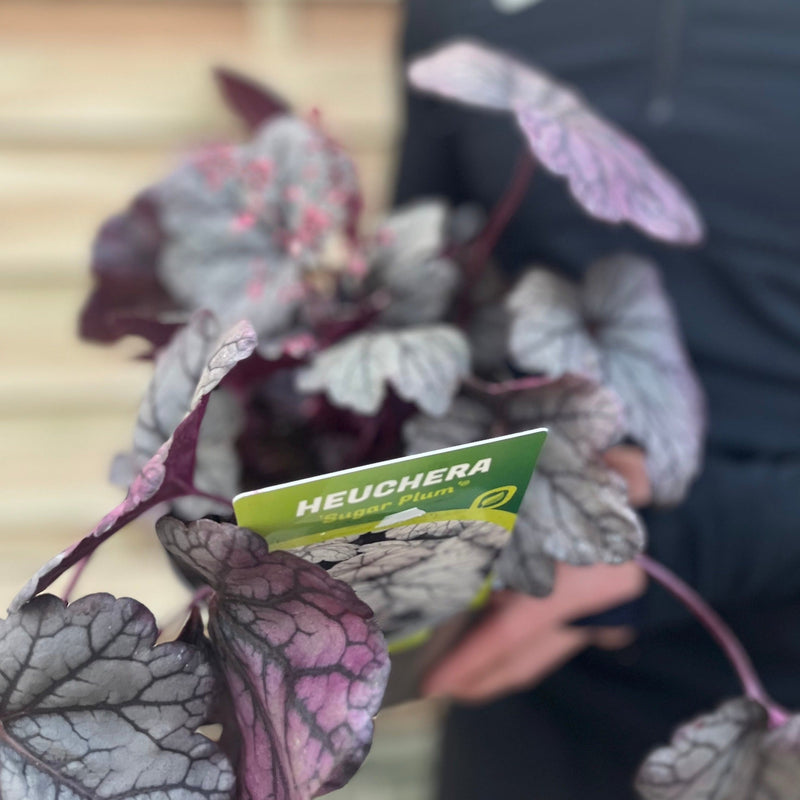 Heuchera 'Sugar Plum' 2L -