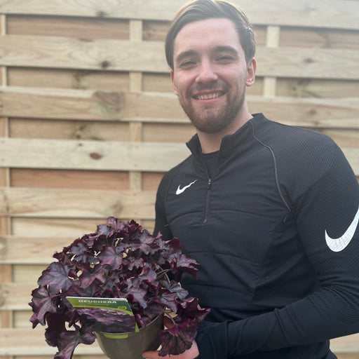 Heuchera 'Mulberry' 2L -