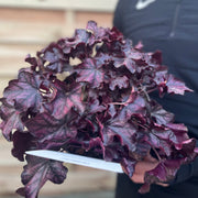 Heuchera 'Mulberry' 2L -