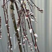 Salix 'Kilmarnock' Weeping Willow Standard 120-150cm -