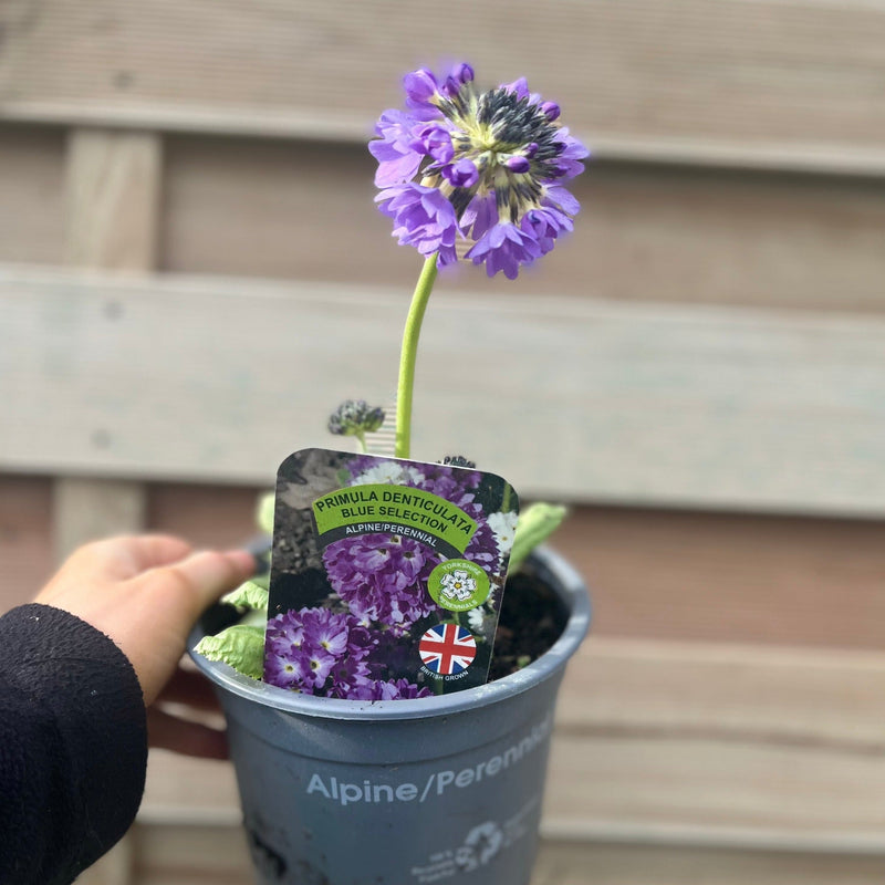 Primula denticulata Lilac (Drumstick Primrose) 9cm/1.5L -