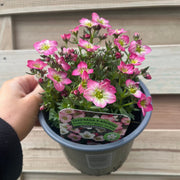 Saxifraga x Arendsii 'Early Magic Salmon' 1.5L -