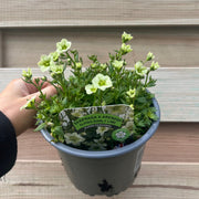 Saxifraga x Arendsii 'Early Lime' 1.5L -