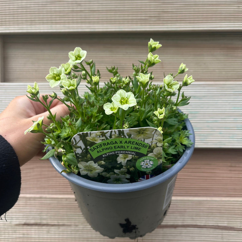 Saxifraga x Arendsii 'Early Lime' 1.5L -
