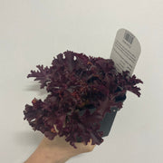 Heuchera 'Melting Fire' 9cm/2L -