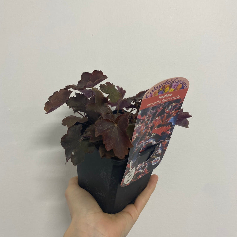 Heuchera micrantha Palace Purple 9cm -